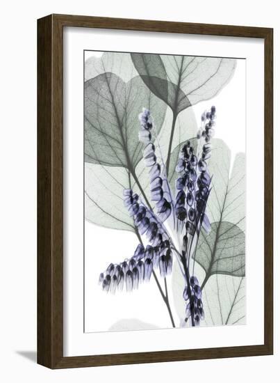 Very Peri Eucalyptus 1-Albert Koetsier-Framed Premium Giclee Print