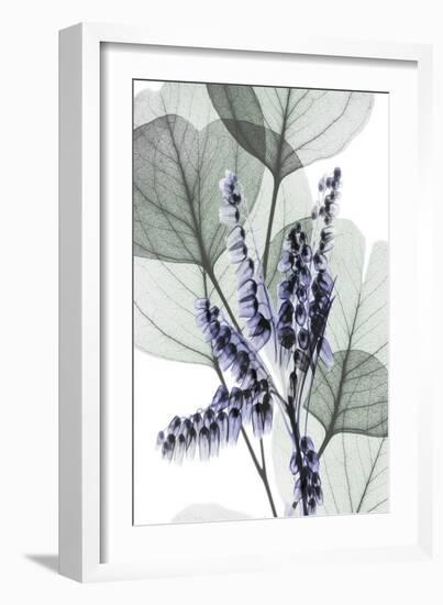 Very Peri Eucalyptus 1-Albert Koetsier-Framed Premium Giclee Print