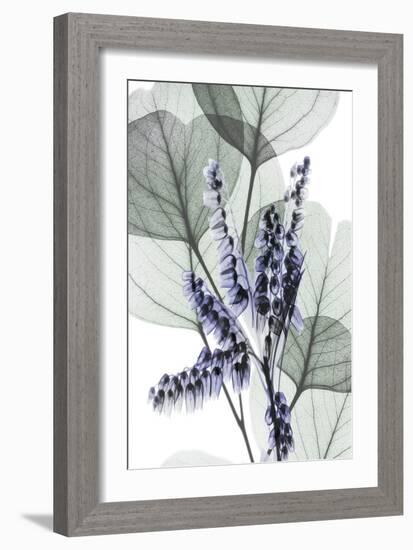 Very Peri Eucalyptus 1-Albert Koetsier-Framed Art Print