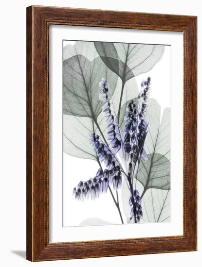 Very Peri Eucalyptus 1-Albert Koetsier-Framed Art Print