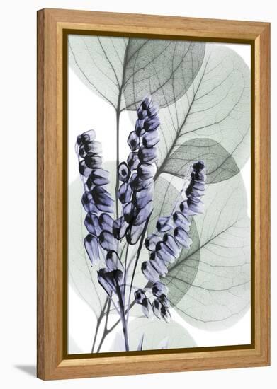 Very Peri Eucalyptus 2-Albert Koetsier-Framed Stretched Canvas