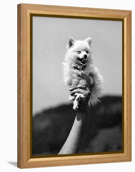 Very Small Dog Being Held Up by One Hand-Alfred Eisenstaedt-Framed Premier Image Canvas