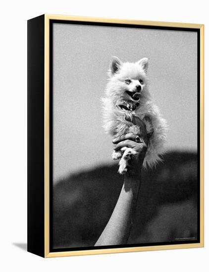 Very Small Dog Being Held Up by One Hand-Alfred Eisenstaedt-Framed Premier Image Canvas