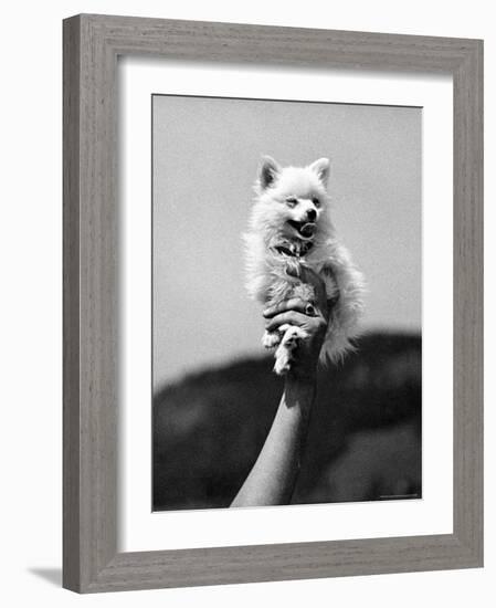 Very Small Dog Being Held Up by One Hand-Alfred Eisenstaedt-Framed Photographic Print