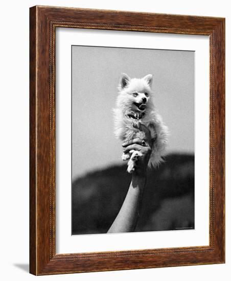 Very Small Dog Being Held Up by One Hand-Alfred Eisenstaedt-Framed Photographic Print