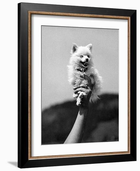 Very Small Dog Being Held Up by One Hand-Alfred Eisenstaedt-Framed Photographic Print