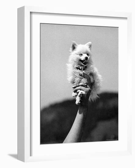 Very Small Dog Being Held Up by One Hand-Alfred Eisenstaedt-Framed Photographic Print