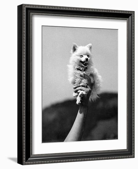 Very Small Dog Being Held Up by One Hand-Alfred Eisenstaedt-Framed Photographic Print