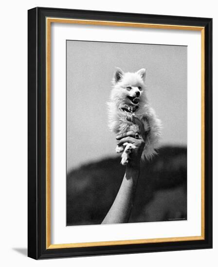 Very Small Dog Being Held Up by One Hand-Alfred Eisenstaedt-Framed Photographic Print