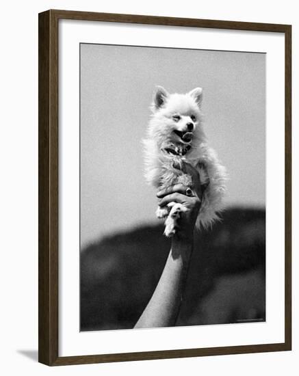 Very Small Dog Being Held Up by One Hand-Alfred Eisenstaedt-Framed Photographic Print