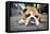 Very Tired English Bulldog-Matt Freedman-Framed Premier Image Canvas