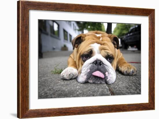 Very Tired English Bulldog-Matt Freedman-Framed Photographic Print