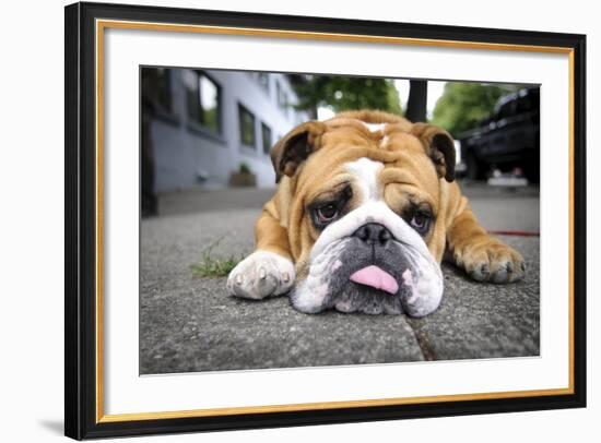 Very Tired English Bulldog-Matt Freedman-Framed Photographic Print