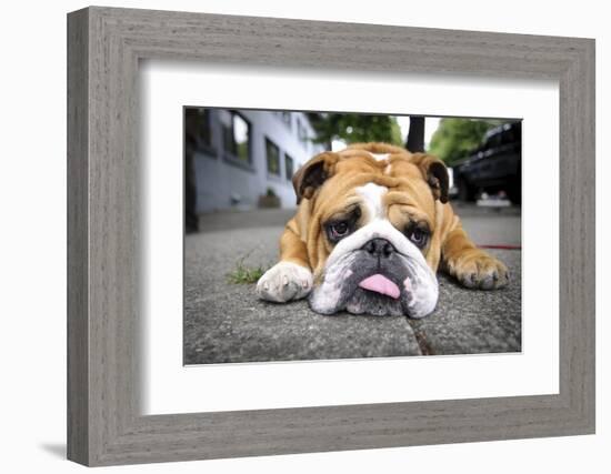 Very Tired English Bulldog-Matt Freedman-Framed Photographic Print