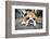 Very Tired English Bulldog-Matt Freedman-Framed Photographic Print