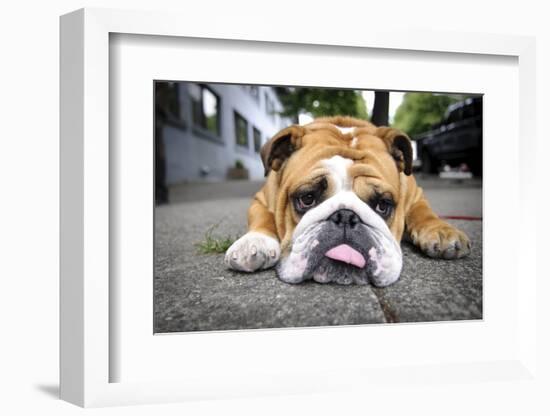 Very Tired English Bulldog-Matt Freedman-Framed Photographic Print