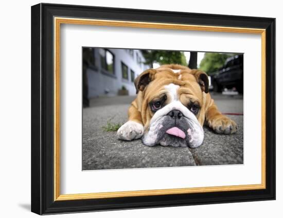 Very Tired English Bulldog-Matt Freedman-Framed Photographic Print