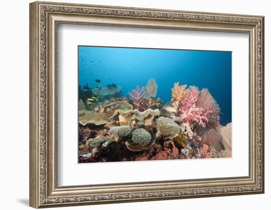 Very Varied Coral Reef, Florida Islands, the Solomon Islands-Reinhard Dirscherl-Framed Photographic Print