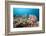 Very Varied Coral Reef, Florida Islands, the Solomon Islands-Reinhard Dirscherl-Framed Photographic Print