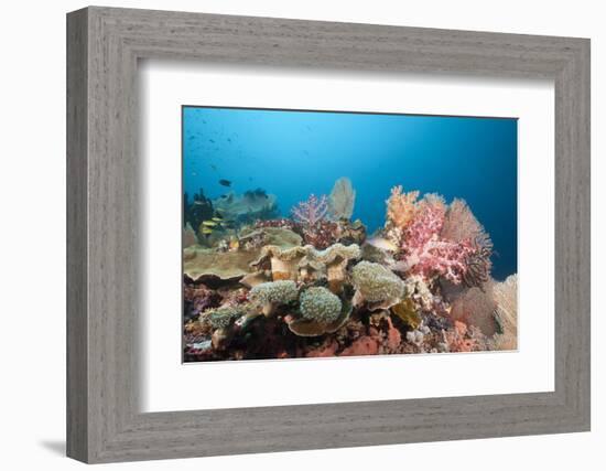 Very Varied Coral Reef, Florida Islands, the Solomon Islands-Reinhard Dirscherl-Framed Photographic Print