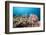 Very Varied Coral Reef, Florida Islands, the Solomon Islands-Reinhard Dirscherl-Framed Photographic Print