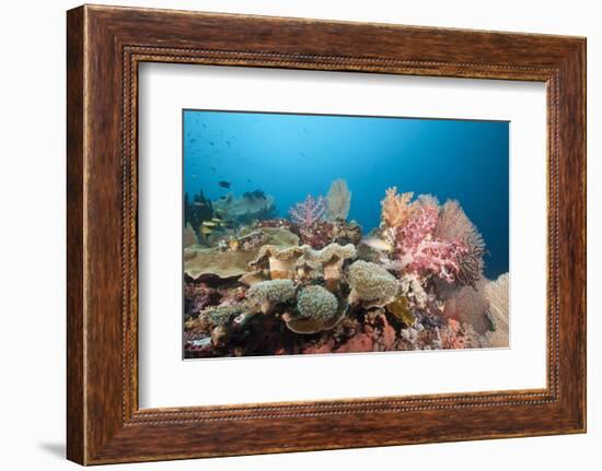 Very Varied Coral Reef, Florida Islands, the Solomon Islands-Reinhard Dirscherl-Framed Photographic Print