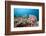 Very Varied Coral Reef, Florida Islands, the Solomon Islands-Reinhard Dirscherl-Framed Photographic Print