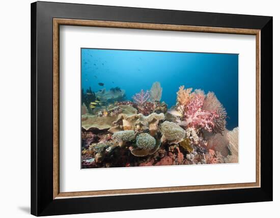 Very Varied Coral Reef, Florida Islands, the Solomon Islands-Reinhard Dirscherl-Framed Photographic Print