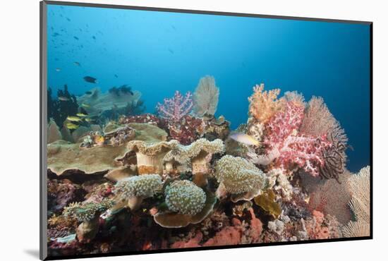 Very Varied Coral Reef, Florida Islands, the Solomon Islands-Reinhard Dirscherl-Mounted Photographic Print