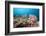 Very Varied Coral Reef, Florida Islands, the Solomon Islands-Reinhard Dirscherl-Framed Photographic Print