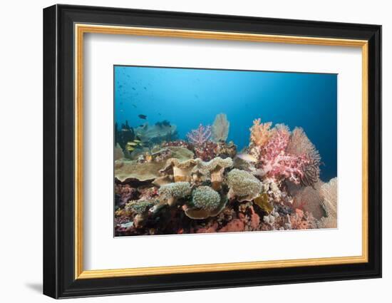 Very Varied Coral Reef, Florida Islands, the Solomon Islands-Reinhard Dirscherl-Framed Photographic Print