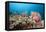 Very Varied Coral Reef, Florida Islands, the Solomon Islands-Reinhard Dirscherl-Framed Premier Image Canvas