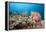Very Varied Coral Reef, Florida Islands, the Solomon Islands-Reinhard Dirscherl-Framed Premier Image Canvas