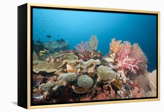 Very Varied Coral Reef, Florida Islands, the Solomon Islands-Reinhard Dirscherl-Framed Premier Image Canvas