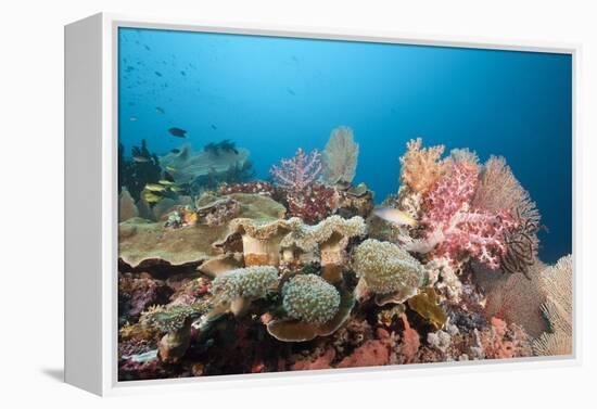 Very Varied Coral Reef, Florida Islands, the Solomon Islands-Reinhard Dirscherl-Framed Premier Image Canvas