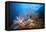 Very Varied Coral Reef, Russell Islands, the Solomon Islands-Reinhard Dirscherl-Framed Premier Image Canvas