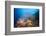 Very Varied Coral Reef, Russell Islands, the Solomon Islands-Reinhard Dirscherl-Framed Photographic Print