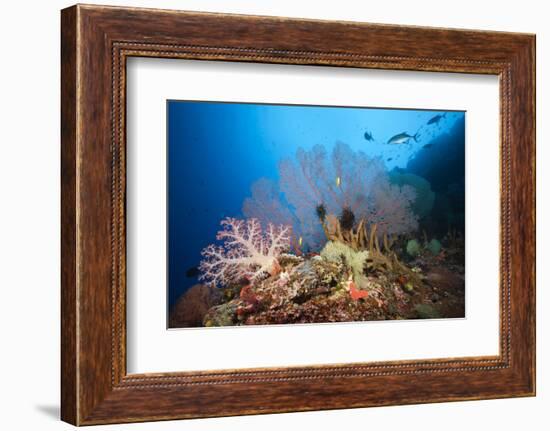 Very Varied Coral Reef, Russell Islands, the Solomon Islands-Reinhard Dirscherl-Framed Photographic Print