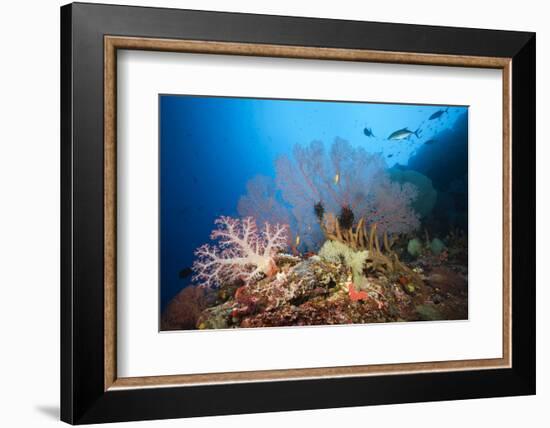 Very Varied Coral Reef, Russell Islands, the Solomon Islands-Reinhard Dirscherl-Framed Photographic Print