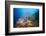 Very Varied Coral Reef, Russell Islands, the Solomon Islands-Reinhard Dirscherl-Framed Photographic Print