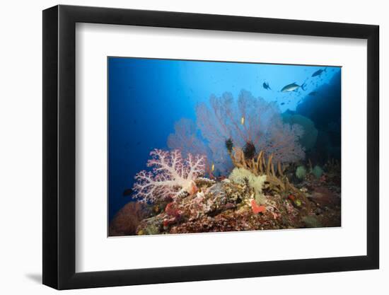 Very Varied Coral Reef, Russell Islands, the Solomon Islands-Reinhard Dirscherl-Framed Photographic Print