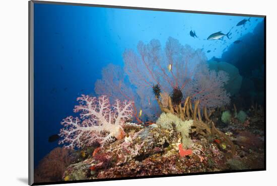 Very Varied Coral Reef, Russell Islands, the Solomon Islands-Reinhard Dirscherl-Mounted Photographic Print