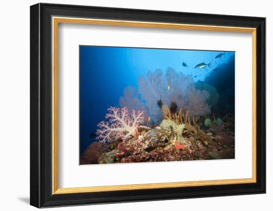 Very Varied Coral Reef, Russell Islands, the Solomon Islands-Reinhard Dirscherl-Framed Photographic Print