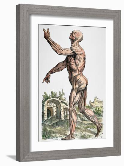 Vesalius: Muscles 02, 1543-Andreas Vesalius-Framed Giclee Print