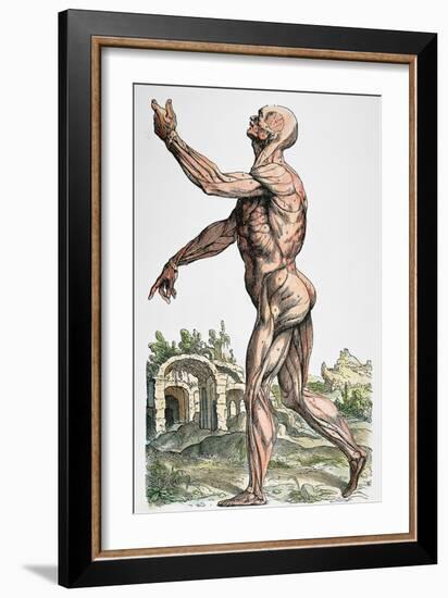 Vesalius: Muscles 02, 1543-Andreas Vesalius-Framed Giclee Print