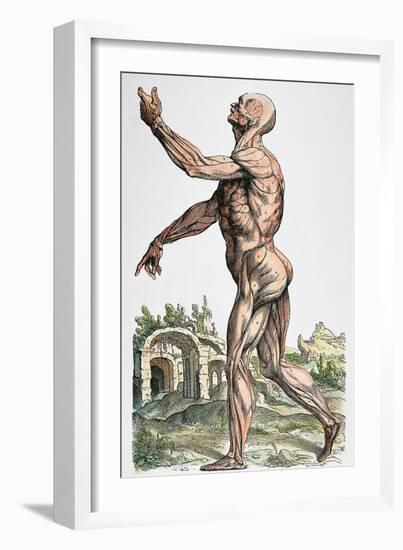 Vesalius: Muscles 02, 1543-Andreas Vesalius-Framed Giclee Print