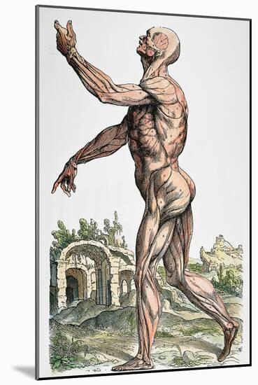 Vesalius: Muscles 02, 1543-Andreas Vesalius-Mounted Giclee Print