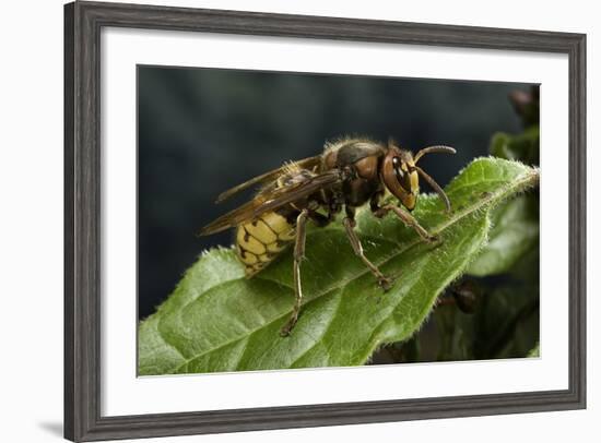 Vespa Crabro (European Hornet)-Paul Starosta-Framed Photographic Print