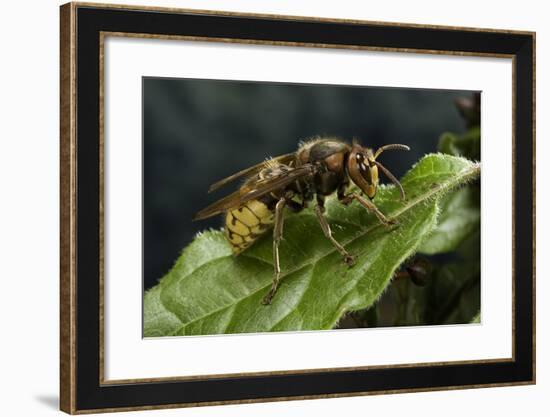 Vespa Crabro (European Hornet)-Paul Starosta-Framed Photographic Print