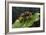 Vespa Crabro (European Hornet)-Paul Starosta-Framed Photographic Print